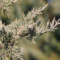 Juniperus virginiana ‘Blue Rapids’ (Blue Rapids eastern red-cedar), leaves