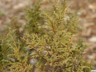 Juniperus turkestanica Kom. (Turkestan juniper), leaves