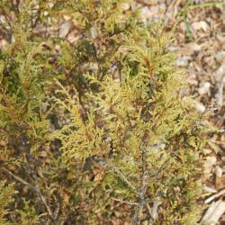 Juniperus turkestanica Kom. (Turkestan juniper), leaves