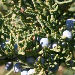 Juniperus virginiana ‘Cinerascens’ (Ashy-grey eastern red-cedar), leaves and fruit