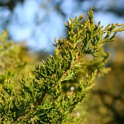 Juniperus virginiana ‘Canaertii’ (Canaert eastern red-cedar), leaves