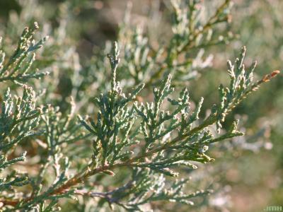 Juniperus virginiana ‘Burkii’ (Burk eastern red-cedar), leaves
