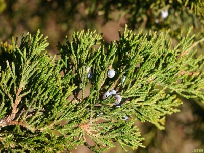 Juniperus virginiana ‘Canaertii’ (Canaert eastern red-cedar), leaves and fruit