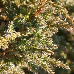 Juniperus squamata var. fargesii Rehd. &amp; Wils. (Farges’ Himalayan juniper), leaves