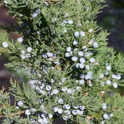 Juniperus scopulorum ‘Pathfinder’ (pathfinder Rocky Mountain juniper), leaves, fruit