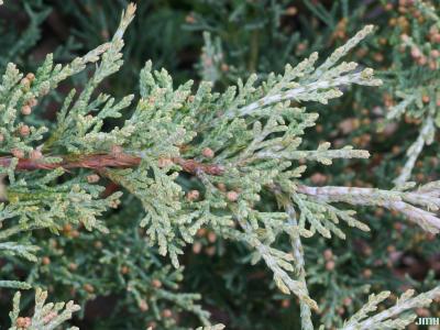 Juniperus virginiana ‘Silver Spreader’ (Silver Spreader eastern red-cedar), leaves