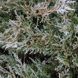 Juniperus scopulorum ‘Silver King’ (Silver King Rocky Mountain juniper), leaves, male cones