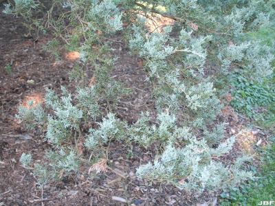 Juniperus virginiana ‘Glauca’ (Blue eastern red-cedar), branch