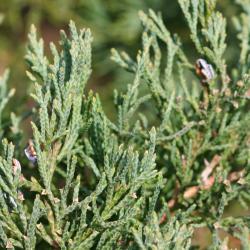 Juniperus scopulorum ‘Pathfinder’ (Pathfinder Rocky Mountain juniper), leaves