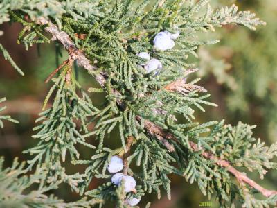 Juniperus virginiana var. crebra Fern. &amp; Grisc. (eastern red-cedar), fruit