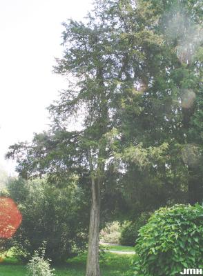 Juniperus virginiana L. (eastern red-cedar), growth habit, evergreen tree form