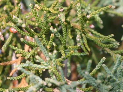 Juniperus virginiana var. crebra Fern. &amp; Grisc. (eastern red-cedar), leaves