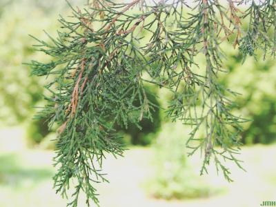 Juniperus virginiana L. (eastern red-cedar), leaves