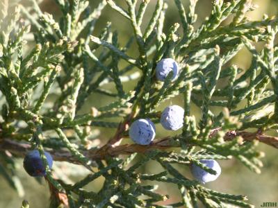 Juniperus virginiana L. (eastern red-cedar), fruit