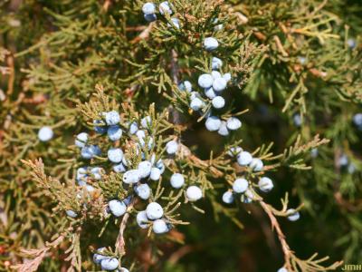 Juniperus virginiana L. (eastern red-cedar), fruit