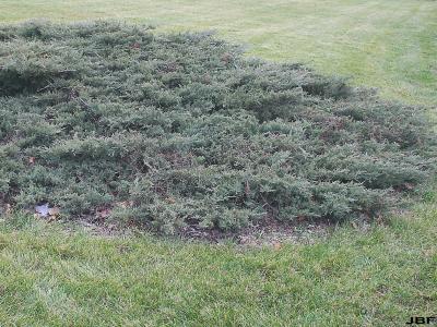 Juniperus virginiana ‘Silver Spreader’ (Silver Spreader eastern red-cedar), growth habit, spreading evergreen form