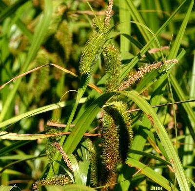 Carex comosa Boott (bristly sedge), close-up of inflorescence