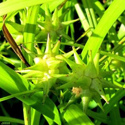 Carex grayi J. Carey (common bur sedge), inflorescence