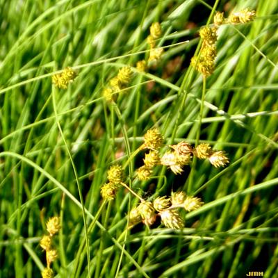 Carex brevior (Dewey) Mack. ex Lunell (plains oval sedge), inflorescence