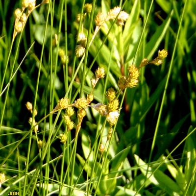 Carex brevior (Dewey) Mack. ex Lunell (plains oval sedge), close-up of inflorescence