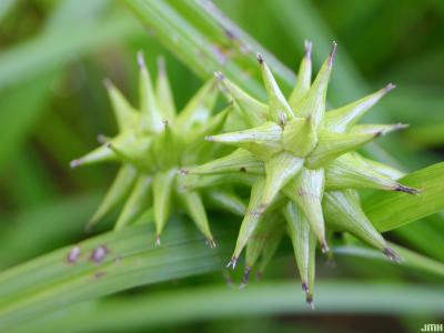 Carex grayi J. Carey (common bur sedge), leaves and inflorescence