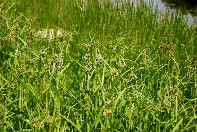 Scirpus atrovirens Willd. (dark green rush), habit