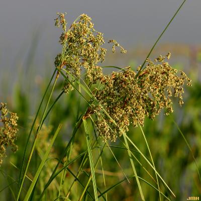 Scirpus cyperinus (L.) Kunth (wool-grass), habit