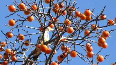 Diospyros virginiana L. (persimmon), upper branches with fruit