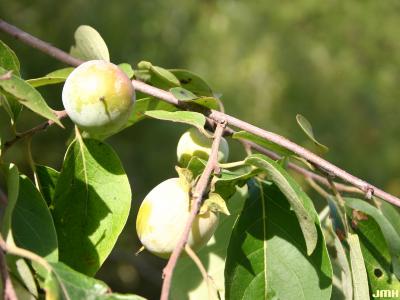 Diospyros virginiana L. (persimmon), fruit