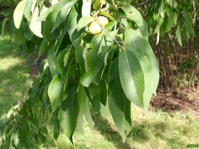 Diospyros virginiana L. (persimmon), leaves