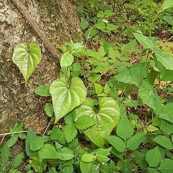 Dioscorea villosa L. (wild yam), habit