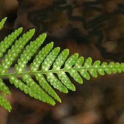 Dryopteris goldiana (Hook. ex Goldie) A. Gray (Goldie’s wood fern), close-up leaves