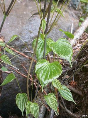 Dioscorea villosa L (wild yam), leaves on vining stems