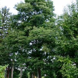 Diospyros virginiana L. (persimmon), growth habit, tree form