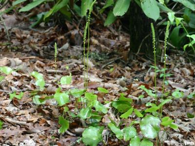 Galax urceolata (Poir.) Brummitt (wandflower), green leaves at base of flower spikes