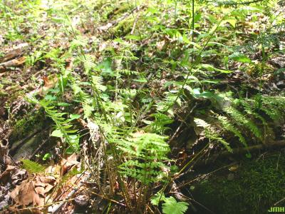 Dryopteris intermedia ssp. (intermediate wood fern), habit