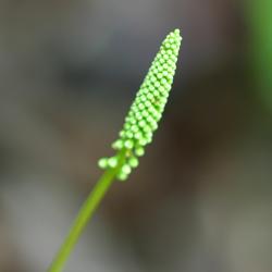 Galax urceolata (Poir.) Brummitt (wandflower), tiny white flowers  on stem