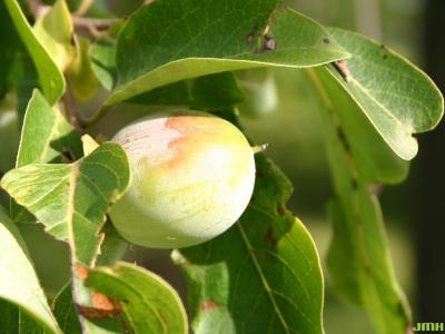 Diospyros virginiana L. (persimmon), close-up of fruit