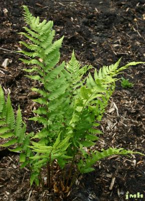 Dryopteris goldiana (Hook. ex Goldie) A. Gray (Goldie’s wood fern), habit