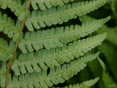 Dryopteris affinis (Lowe) Fraser-Jenk. (golden-scale male fern), close-up of leaves
