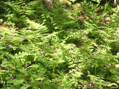 Cystopteris protrusa ssp. (lowland fragile fern),  fern fronds
