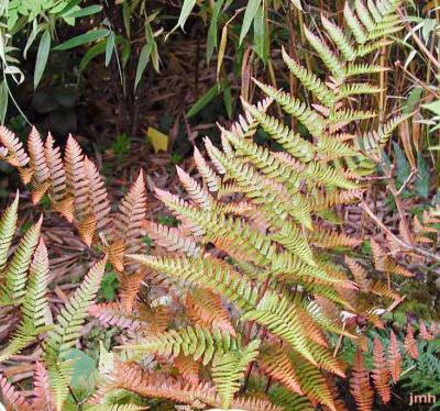 Dryopteris erythrosora (D. C. Eaton) Kuntze (Japanese shield fern), leaves, habit