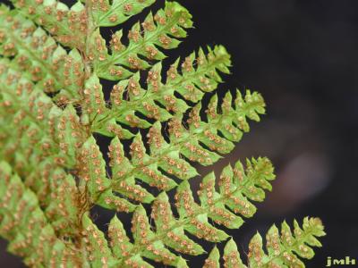 Polystichum polyblepharum (Roem.) Presl. (Japanese holly fern), leaves