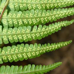 Dryopteris affinis (Lowe) Fraser-Jenk. (golden-scale male fern), close-up of leaves