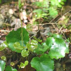 Galax urceolata (Poir.) Brummitt (wandflower), leaves