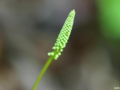 Galax urceolata (Poir.) Brummitt (wandflower), tiny white flowers  on stem