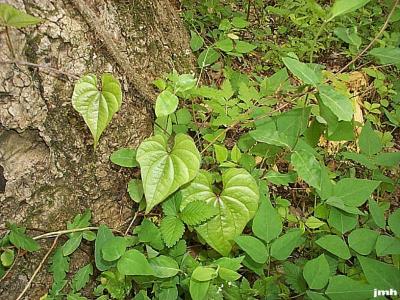 Dioscorea villosa L. (wild yam), habit