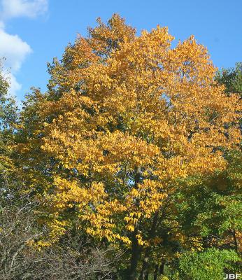 Diospyros virginiana L. (persimmon), growth habit, tree form, fall color