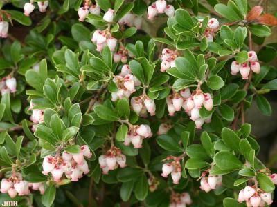 Arctostaphylos uva-ursi (L.) Spreng. (bearberry), flowers and leaves