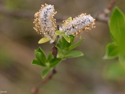 Shepherdia canadensis (L.) Nutt. (Canadian buffaloberry), flowers